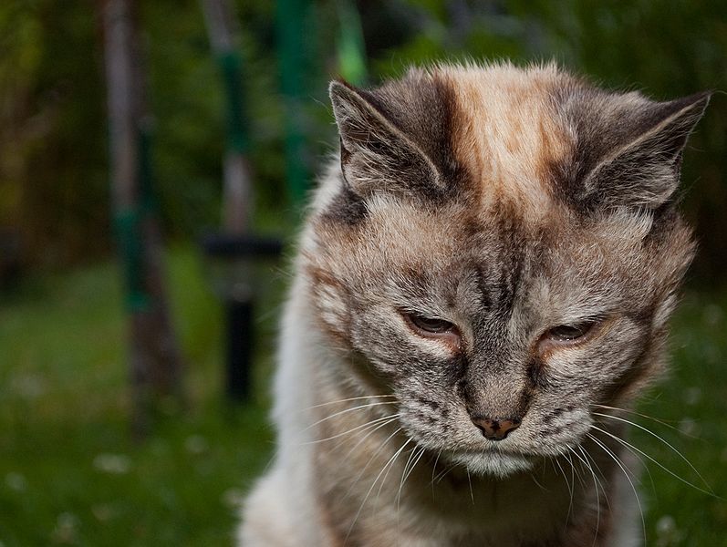 Russian State Media Informs Virus Can Be Transmitted By House Cats