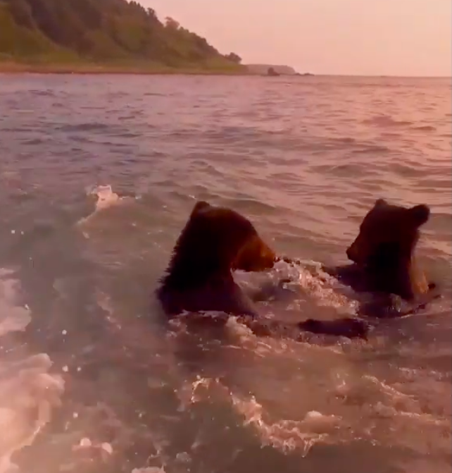 Brown Bear Cubs Filmed Body Surfing And Splashing Like Humans Off Sea of Okhotsk