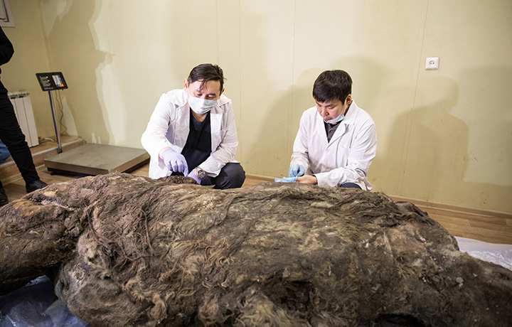 36,000 Year Old Teenage Whoolly Rhino Carcaus Found In Siberia, Brain Intact