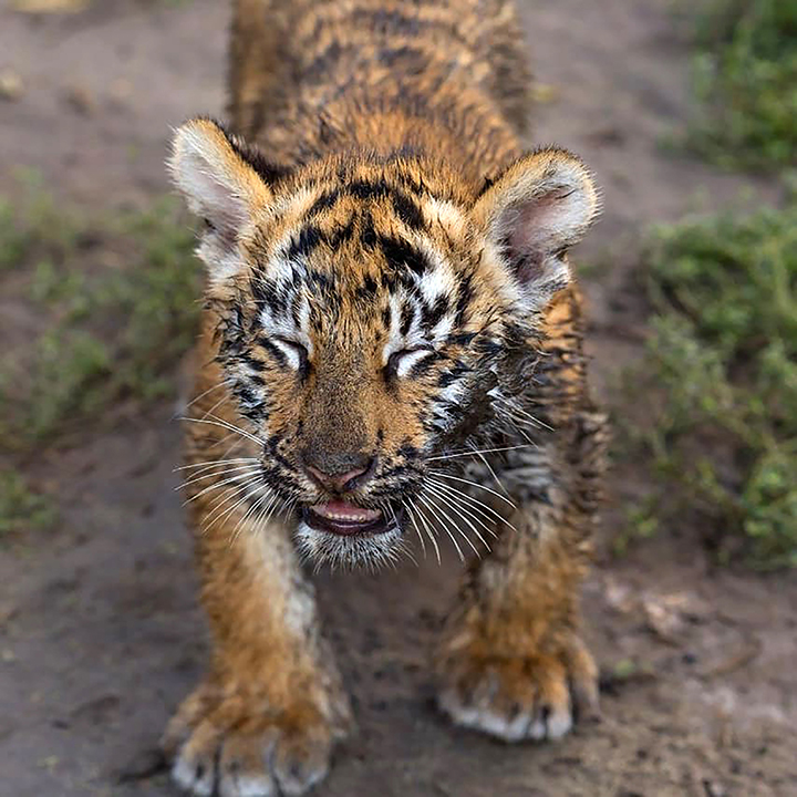 What Does A Siberian Tiger Cub Calling For Mommy Sound Like? You'll Be Shocked...