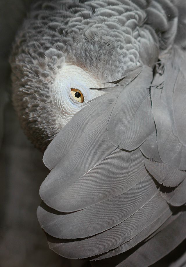 The African Grey Parrot, The Peace Dividend, Lady Liberty’s Scales And the Constitutional Republic Pendulum- Words to Consider