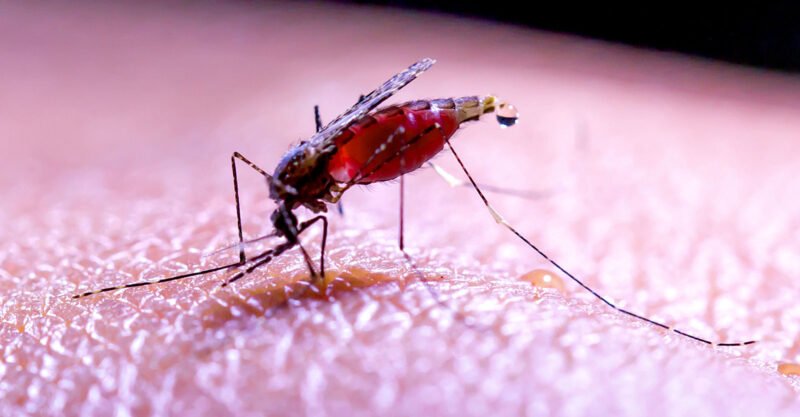 Researchers Use GMO Mosquitoes to Vaccinate Humans in NIH-Funded Malaria Study