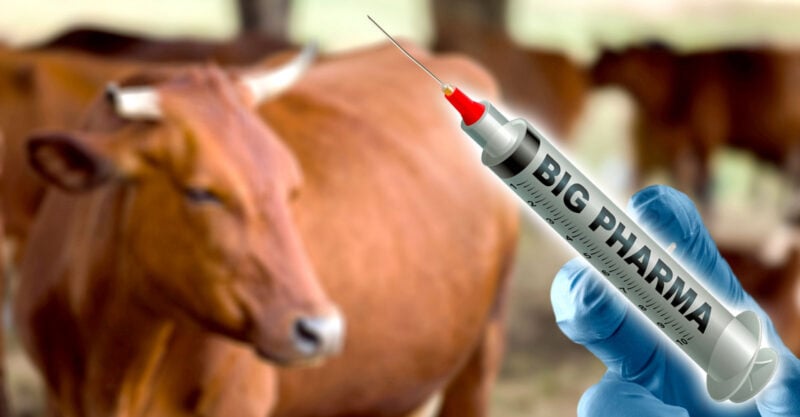 COVID Vaccines ‘Opened The Floodgates’ For New Wave Of mRNA Vaccines For Livestock.