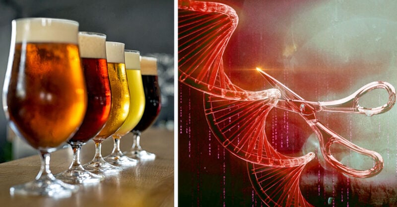 Craft Beer Makers Embrace Gene-Edited Yeast, But Critics Ask: Where’s the Safety Testing?