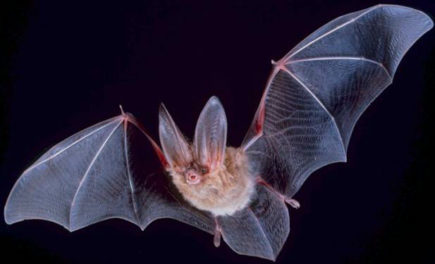 NIH Proceeding With Controversial Bat Lab Project At Colorado State University