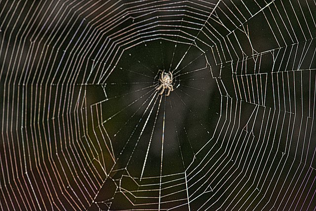 Poison Spiders At The Center Of The Web