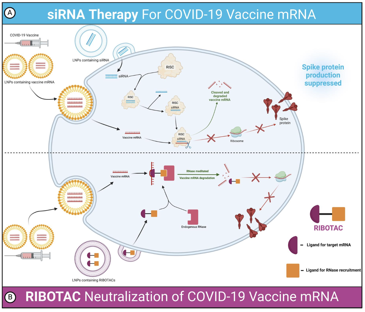 The targeted nature of siRNA and RIBOTACs allows for precise intervention, offering a path to prevent and mitigate adverse events of mRNA-based therapies, according to the study.