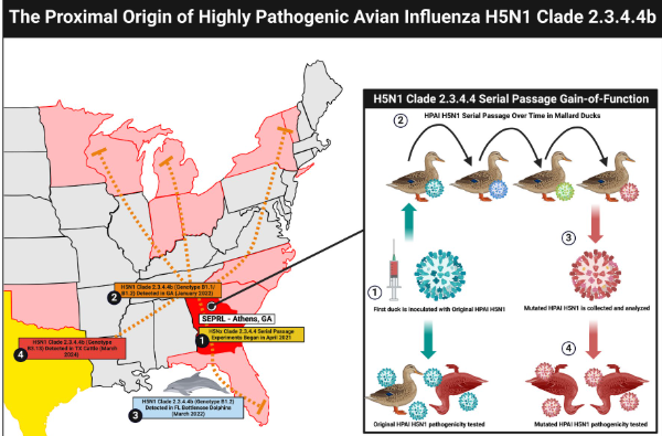 How Could Bird Flu From USDA Lab In Athens, GA Have Spread? See This Visualization